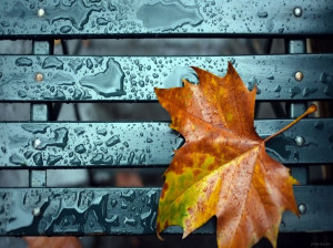 شعر برای پاییز : مجموعه ای از ۵۵ شعر زیبا در وصف پاییز