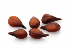 خواص درمانی دانه میوه به