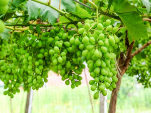 عوارض و مضرات مصرف غوره چیست ؟