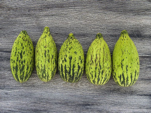 میوه کمبوزه چیست ؟