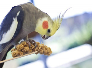 همه چیز درباره رژیم مواد تغذیه ای مورد علاقه عروس هلندی و پرورش آن