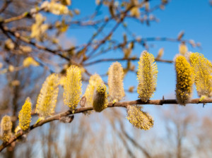 خواص درمانی و دارویی بیدمشک و چای بیدمشک