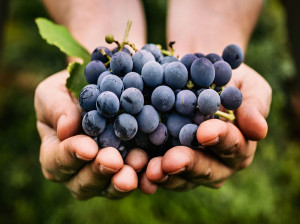 رژیم انگور ؛ رژیمی برای لاغری و پاکسازی بدن
