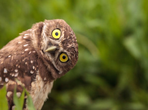 چند عکس جغد زیبا