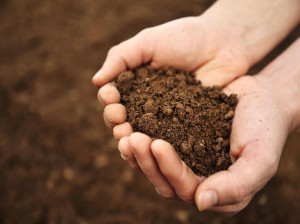 چه نوع خاکی برای رشد گیاه مناسب تر است ؟