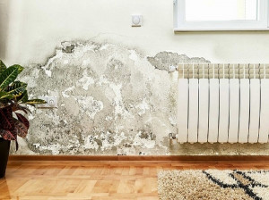 علت اصلی کپک دیوار و روش های برطرف کردن آن