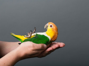 10 ماده غذایی که باعث مسموم شدن پرنده می شود