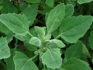 سلمک : گیاهی محبوب با ارزش غذایی و دارویی