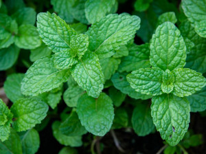 27 خاصیت دارویی و درمانی نعناع بیابانی