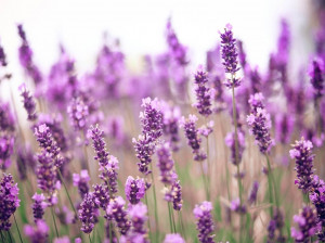 اسطوخودوس و خواص درمانی این گیاه دارویی برای سلامت و زیبایی