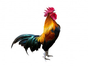 خاصیت گوشت خروس