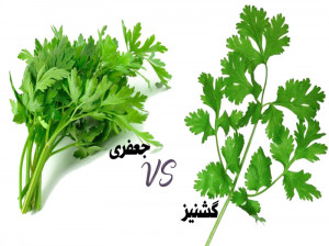 تفاوت اصلی بین جعفری و گشنیز در چیست ؟