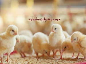 معنی ضرب المثل جوجه را آخر پاییز میشمارند