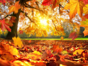 دانلود 70 آهنگ پاییزی پر احساس و عاشقانه (باکلام،بیکلام)