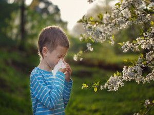 حساسیت و آلرژی زایی مصرف گرده گل چگونه است ؟