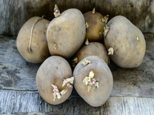 آیا خوردن سیب زمینی جوانه زده برای بدن مضر است ؟