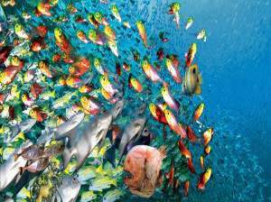 انواع غذای ماهی : هر نوع ماهی چه غذایی میخورد ؟