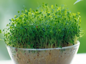 نحوه کاشت سبزه یونجه کاملا متفاوت و شیک