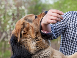 تعبیر خواب گاز گرفتن: 27 ترجمه و تعبیر گاز گرفتن (حیوانات و حشره ها)