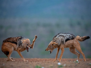 تعبیر خواب حیوانات وحشی: 12 تعبیر دیدن حیوان وحشی در خواب