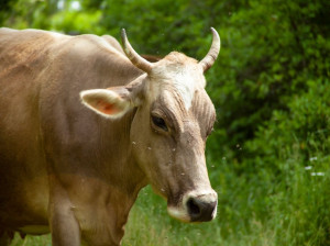 گاو در خواب : تعبیر دیدن خواب گاو  و گوساله چیست ؟