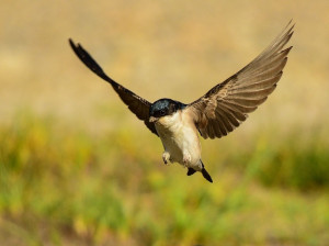 پرستو در خواب: دیدن خواب پرستوها چه تعبیری دارد ؟