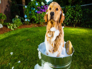 چگونه بوی بد سگ را در خانه از بین ببریم؟