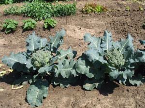 راهنمای کاشت و نگهداری کلم بروکلی