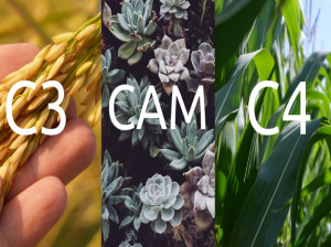 تفاوت گیاهان c3 و c4 و cam