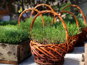 آموزش کاشت سبزه عید با لوبیا چشم بلبلی بسیار متفاوت و زیبا