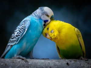 دانلود 30 صدای مرغ عشق برای جفت گیری و اهلی شدن