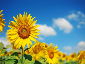 گل آفتابگردان نماد چیست ؟