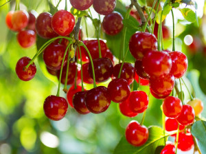 30 عکس وسوسه انگیز و زیبای آلبالو با کیفیت بالا