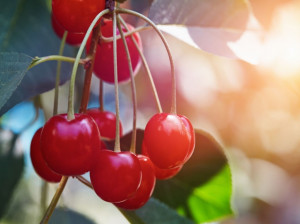 طبع آلبالو چیست ؟ میوه ی آلبالو گرم است یا سرد ؟