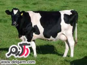 درمانهای جدید برای نارساییهای هورمونی با الهام از سیستم ایمنی گاو