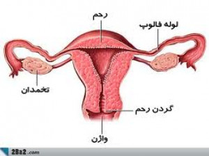 چرا واژن خشک می شود و راه جلوگیری از خشکی واژن چیست؟