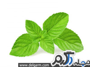 سبزی های و کاهش چربی خون