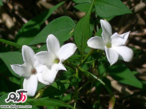 پرورش و نگهداری گل یاس سفید