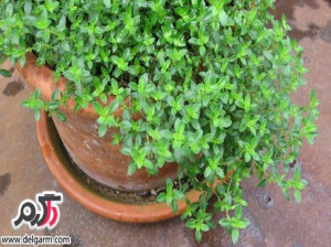 7 معجزه و خاصیت در استفاده از آویشن