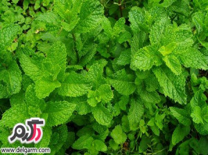 از خواص جالب عرق نعناع چه می دانید؟