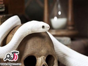 تصاویری از زیباترین مارهای دنیا