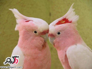 تصاویری از زیباترین پرندگان جهان