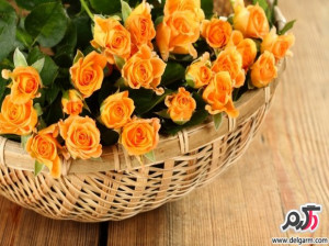 تصاویری زیبا از گل های زیبا سری 17
