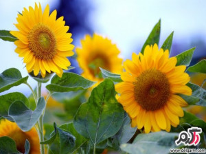 تصاویری زیبا از گل های زیبا سری 18