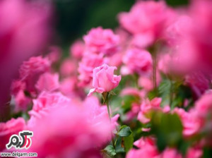 تصاویری زیبا از گل های زیبا سری 19