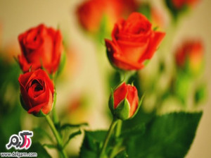 تصاویری زیبا از گل های زیبا سری 20