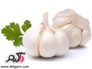خواص و فواید سیر