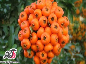 خواص شگفت انگیز زالزالک (کویج)