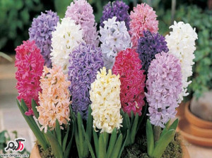خاصیت سنبل هندی