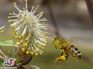 عرق بیدمشک+فواید دارویی و درمانی عرق بیدمشک